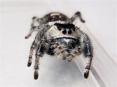 Females range from 7 to 22 mm (0. . Regal jumping spiders for sale